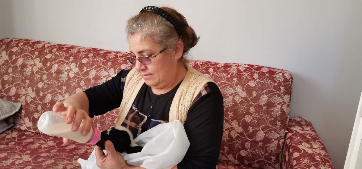 Amasya'da gözleri görmeyen kuzuyu biberonla besliyorlar