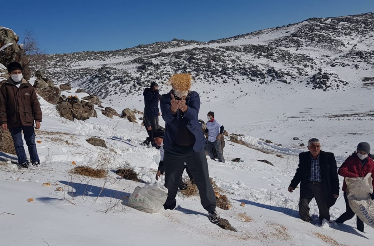 Yaban hayvanları için Süphan Dağı eteklerine yem bıraktılar