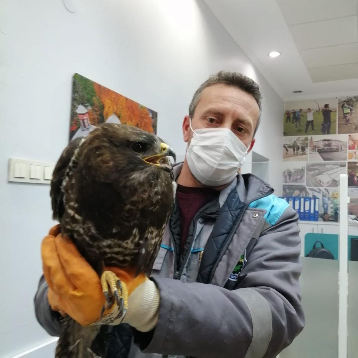 Bursa'daki yaralı şahin, tedavi edildi