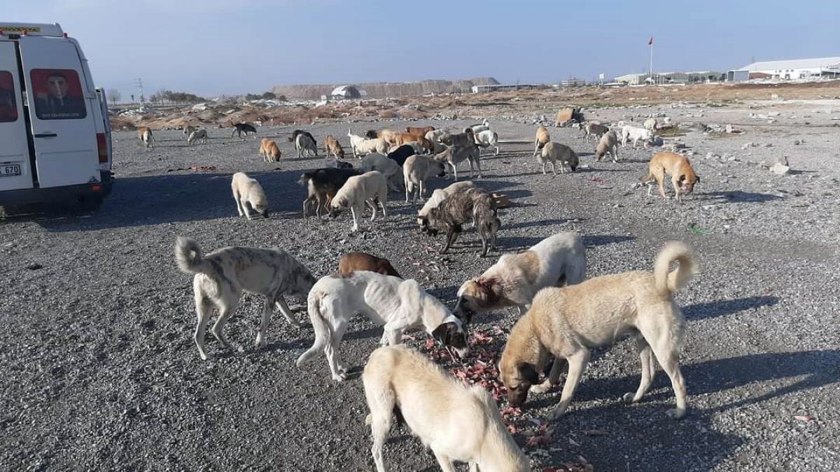 Konya'da sigarayı bırakıp, sokak hayvanlarını beslemeye başladı