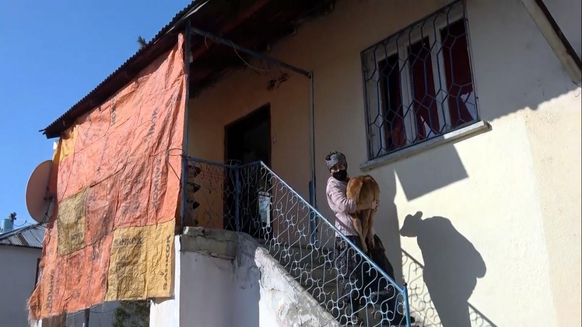 Van'da ölümü beklenen buzağı, annesiyle kavuştu
