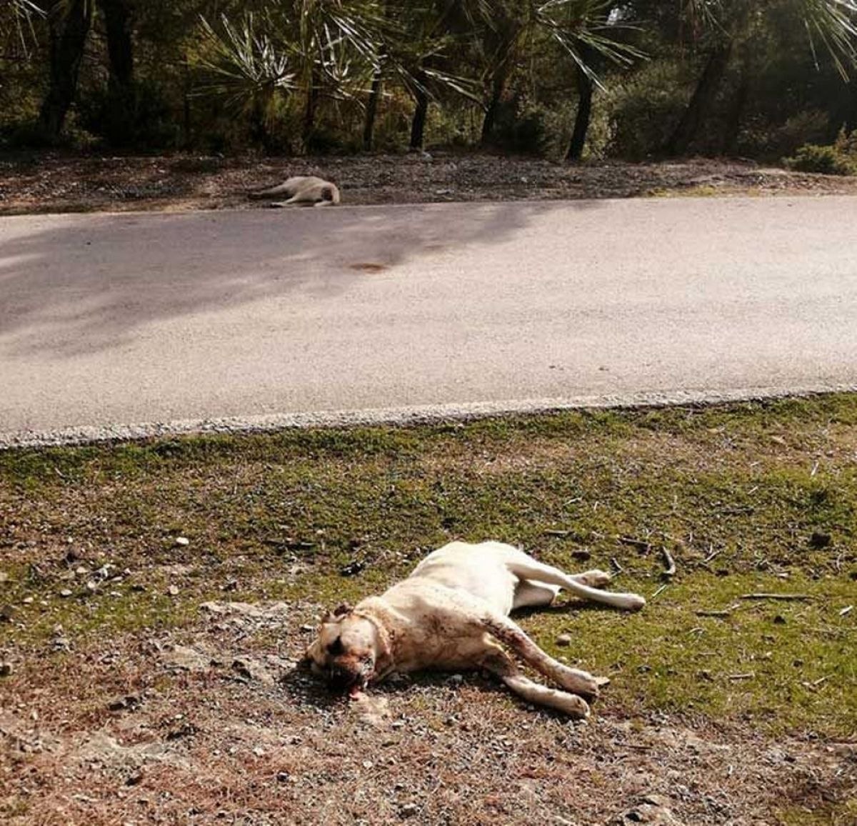 Sakarya'da zehirli balık kafası yiyen 8 köpek telef oldu