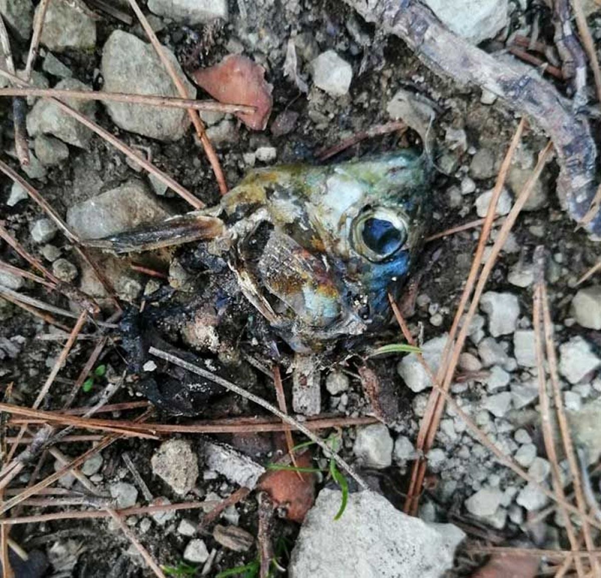 Sakarya'da zehirli balık kafası yiyen 8 köpek telef oldu