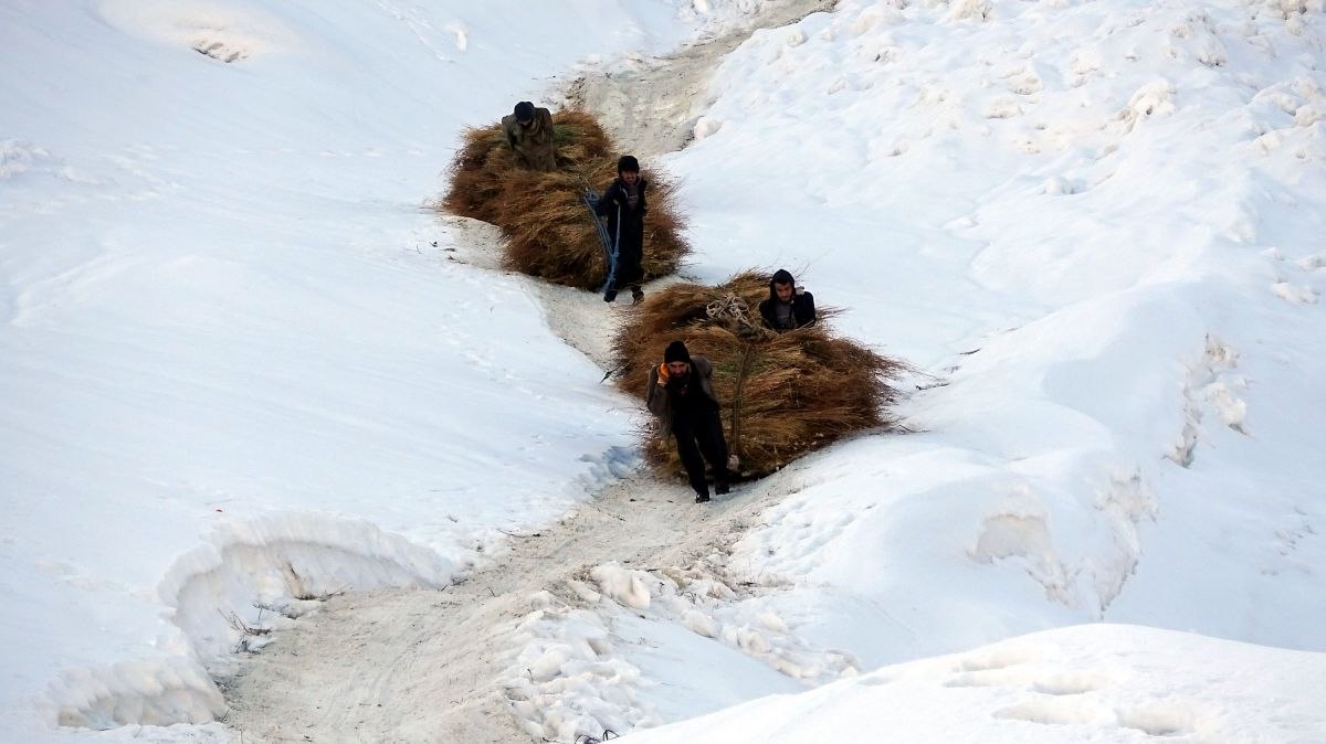 Hakkari'de hayvanları için karlı dağlardan kızakla ot getiriyorlar