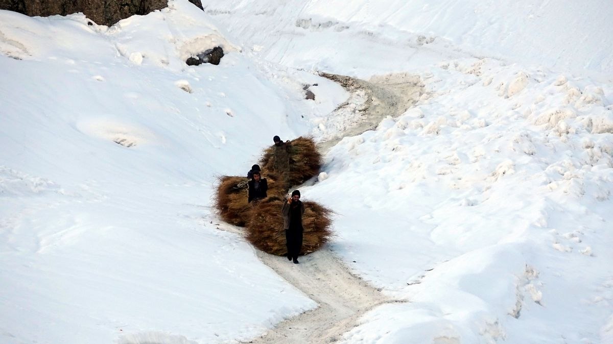 Hakkari'de hayvanları için karlı dağlardan kızakla ot getiriyorlar