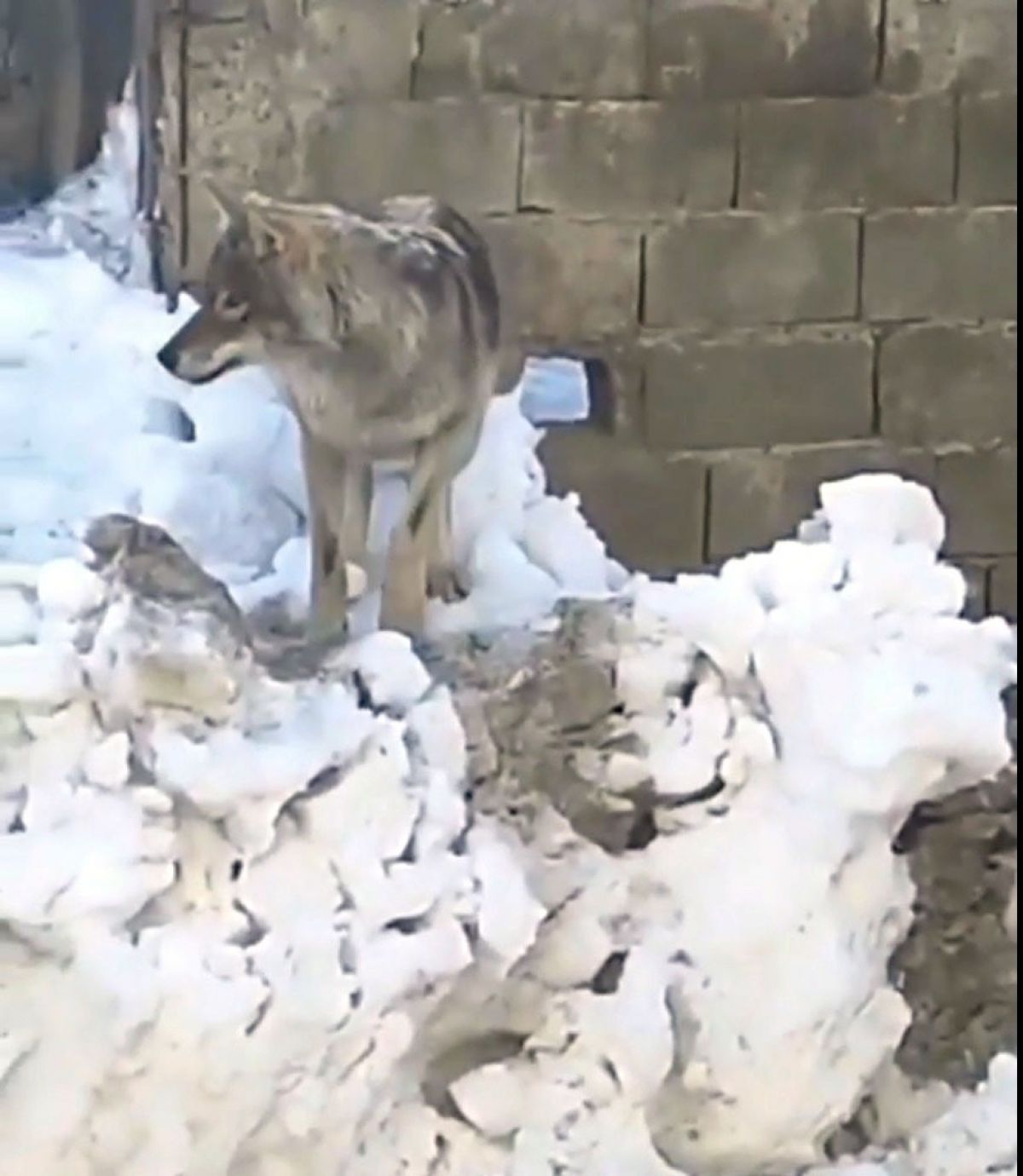 Yüksekova'da bir kurt, merkezde yiyecek aradı
