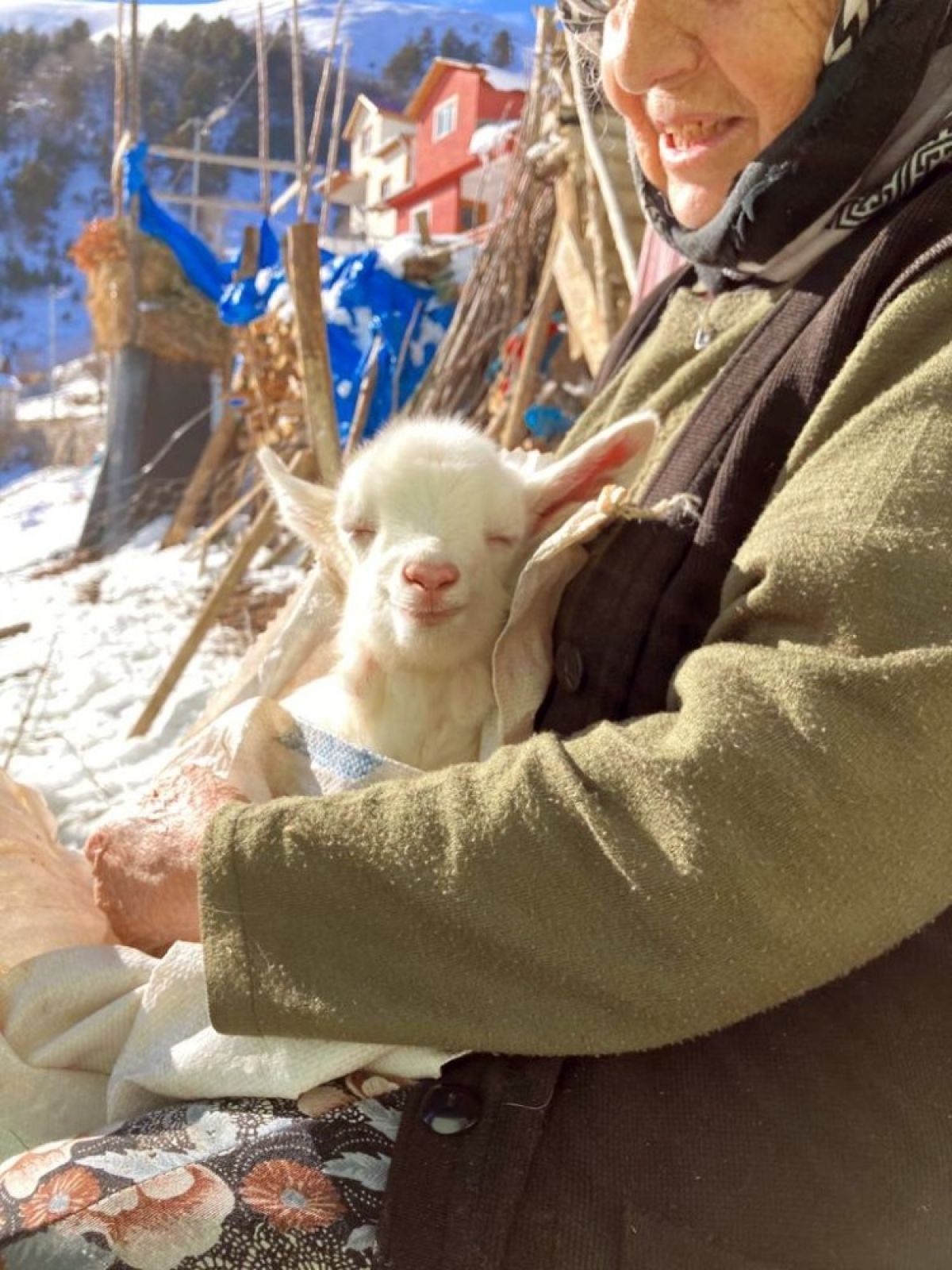 Gümüşhane'de yavru keçinin güneşle tanıştığı an