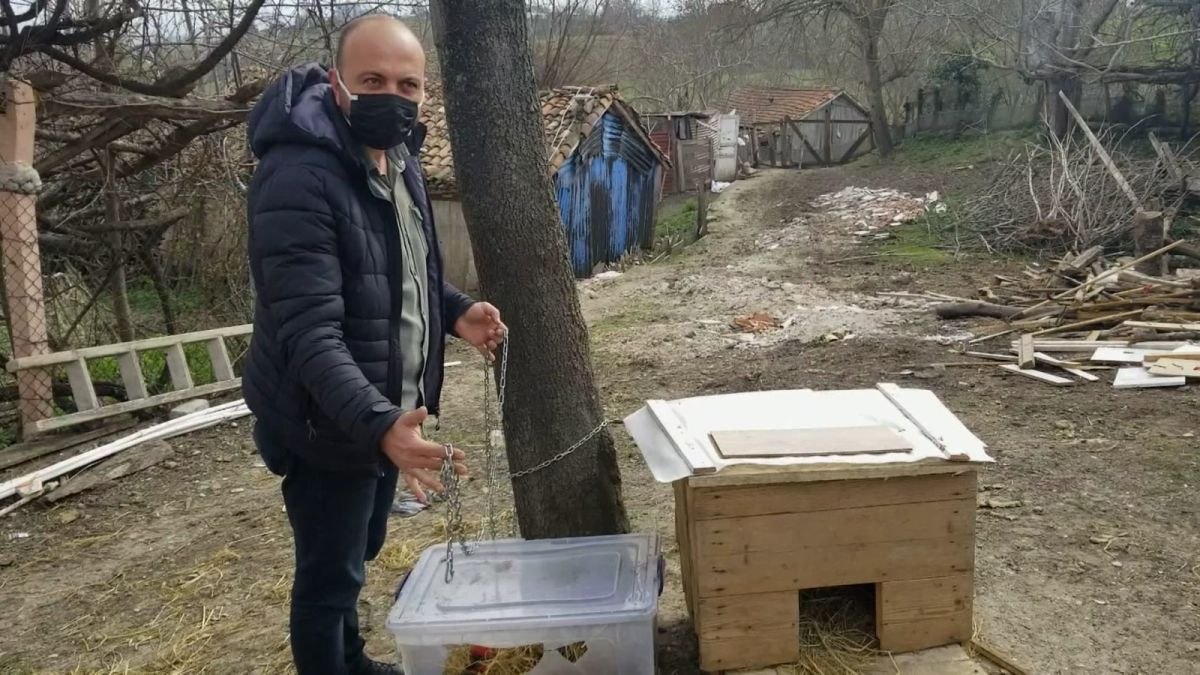 Sinop'ta kayıp köpeğini bulana para ödülü verecek