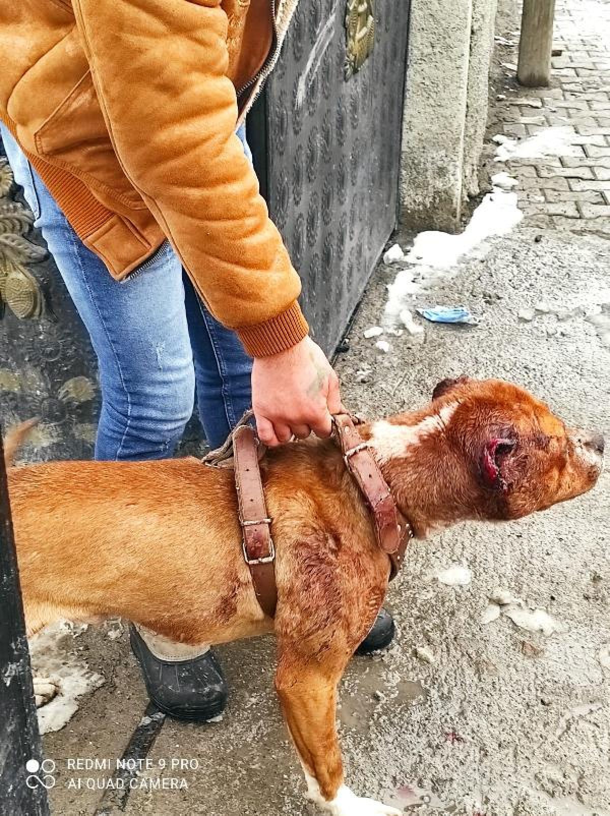 Ağrı'da köpeğe eziyet eden kişiye 11 bin 500 lira ceza kesildi