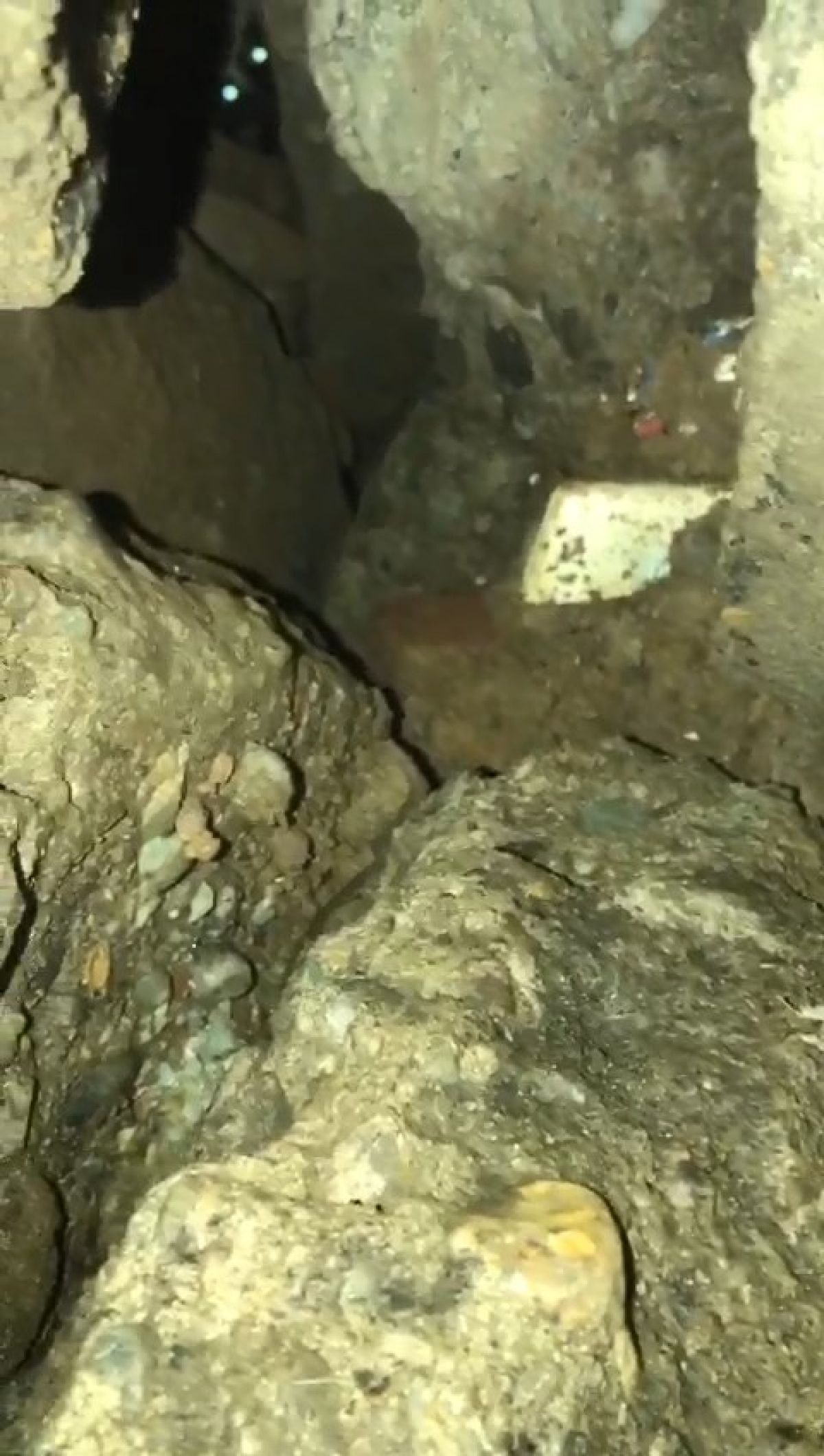 Bingöl'de moloz altında kalan kedi kurtarıldı