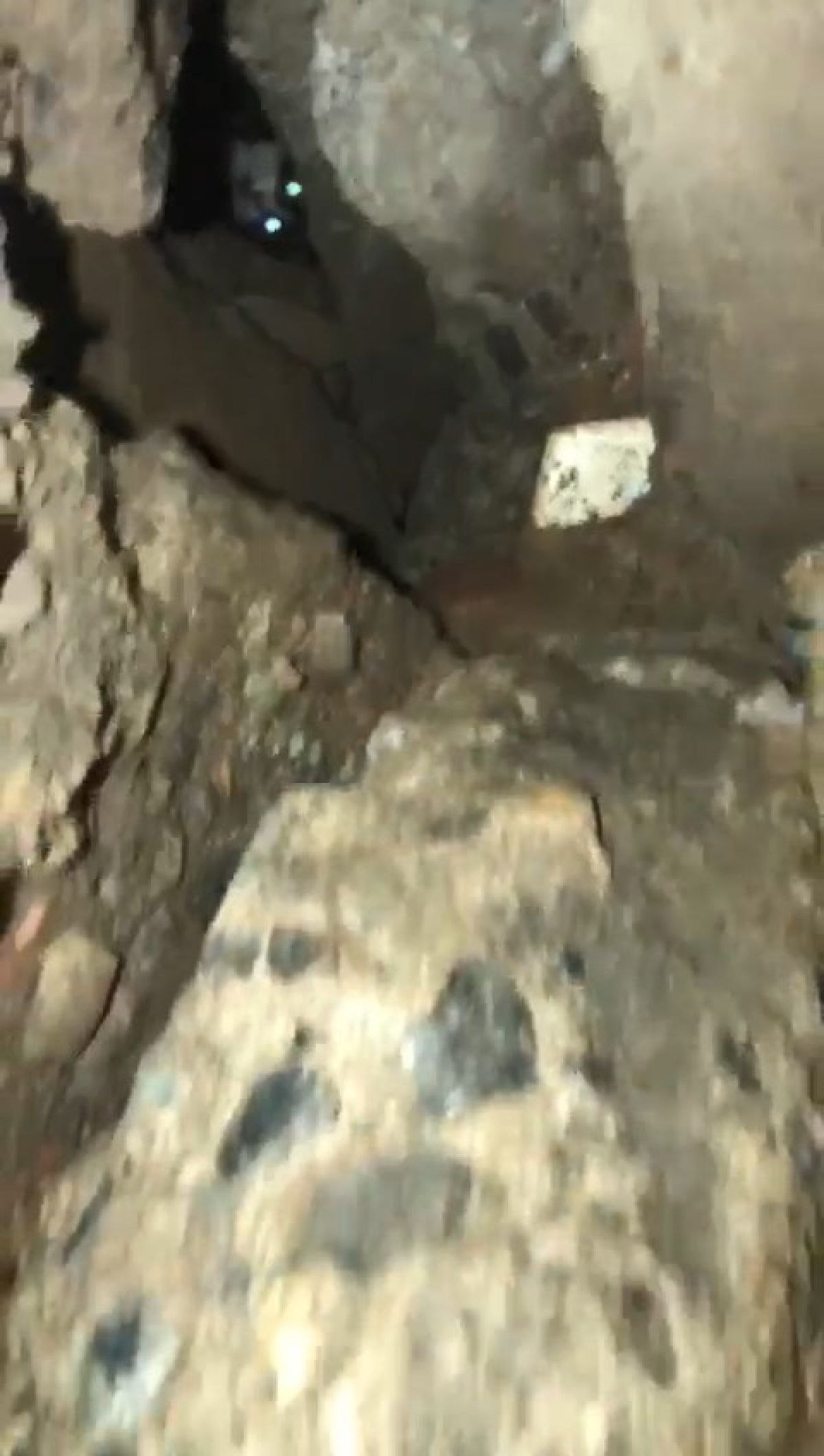 Bingöl'de moloz altında kalan kedi kurtarıldı