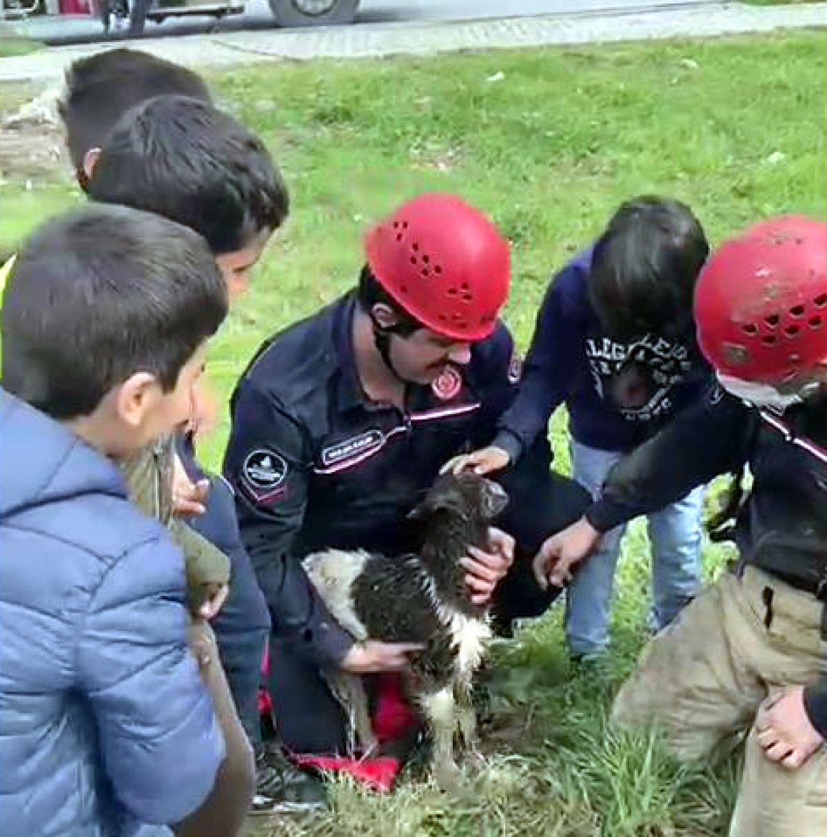 Avcılar’da çukura düşen oğlağı itfaiye kurtardı