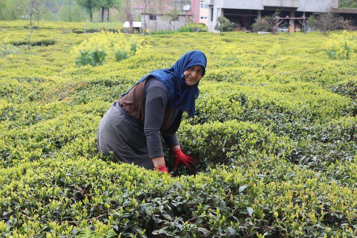 Karadeniz için çay göçü öncesi karantina önerisi