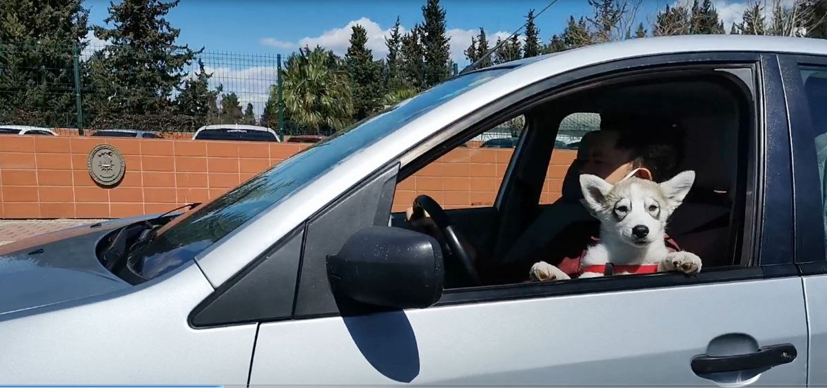 Antalya'daki sürücü, köpeğiyle araç kullandı