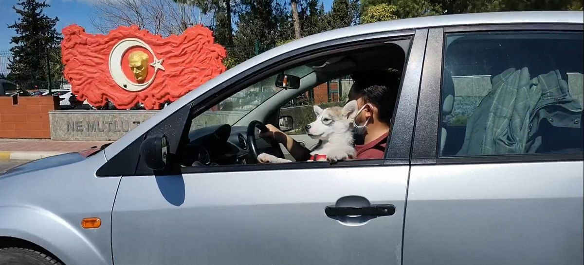 Antalya'daki sürücü, köpeğiyle araç kullandı
