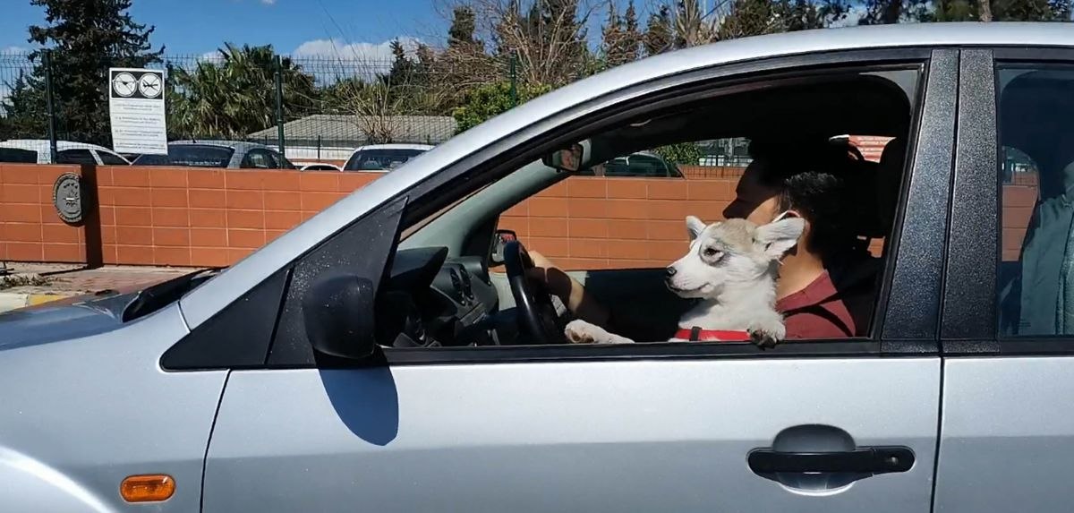 Antalya'daki sürücü, köpeğiyle araç kullandı