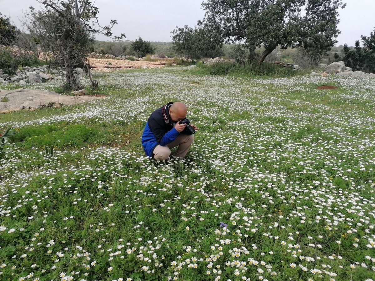 Mersin'de bahar mevsimiyle birlikte papatyalar çiçek açtı