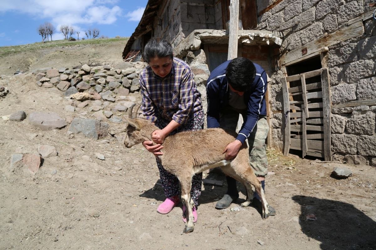Tunceli'de tedavi ettikleri dağ keçisine gözyaşlı veda