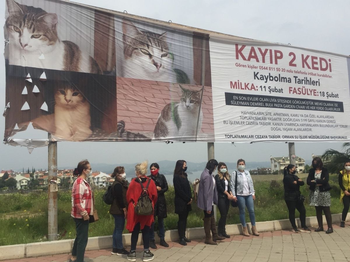 Adana'da kaybolan iki kedi için kadınlar seferber oldu