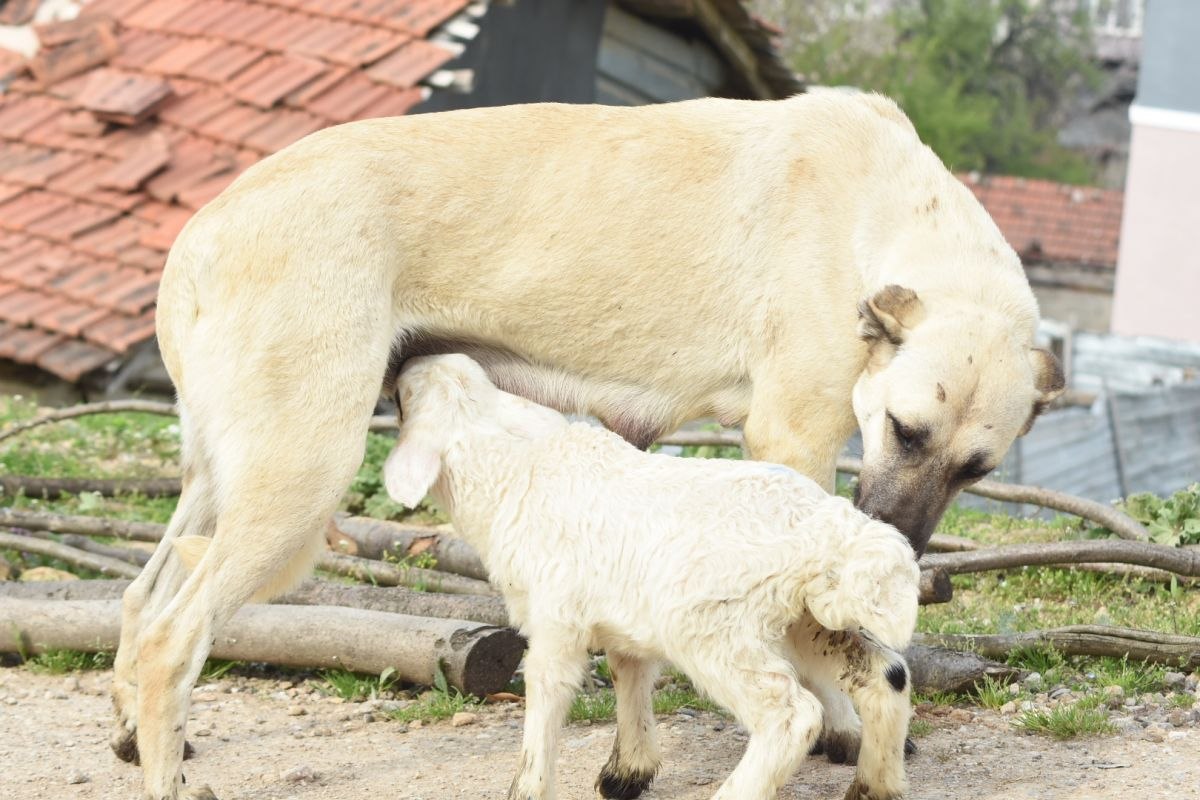 Bursa'daki çoban köpeği, kuzuya süt anneliği yapıyor