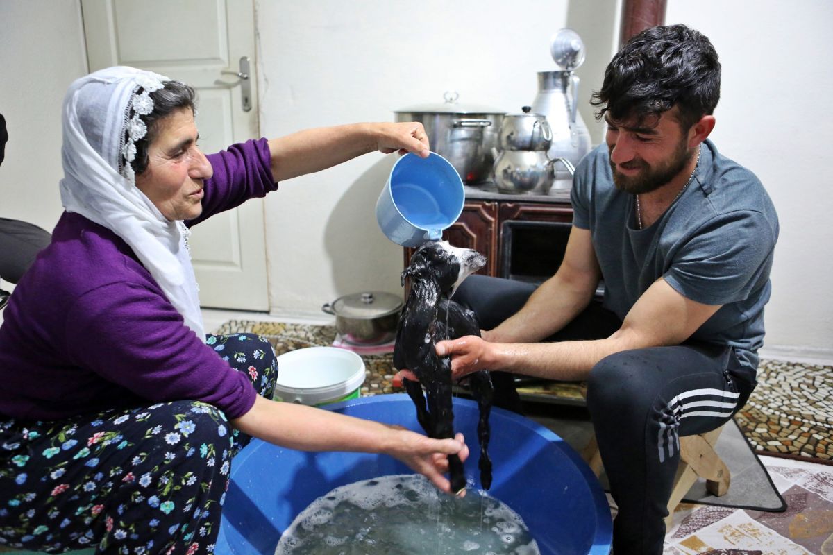 Tunceli'de annenin reddettiği oğlağa, torunları gibi bakıyorlar