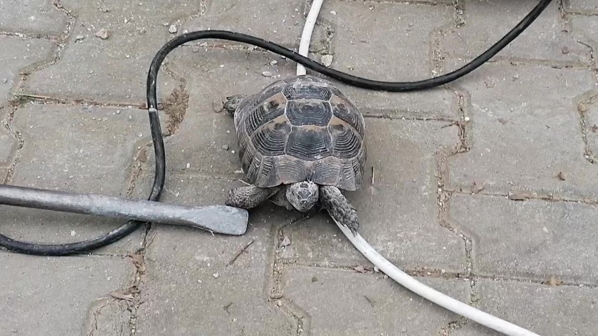 Gebze'de boruya sıkışan kaplumbağa kurtarıldı