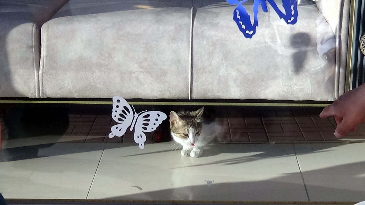 Van'daki mağazada mahsur kalan kedi kurtarıldı