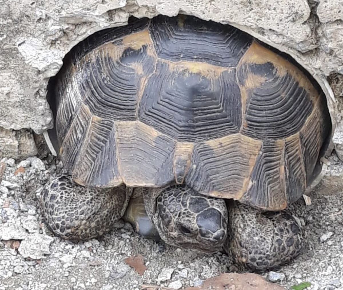 Gebze'de boruya sıkışan kaplumbağa kurtarıldı