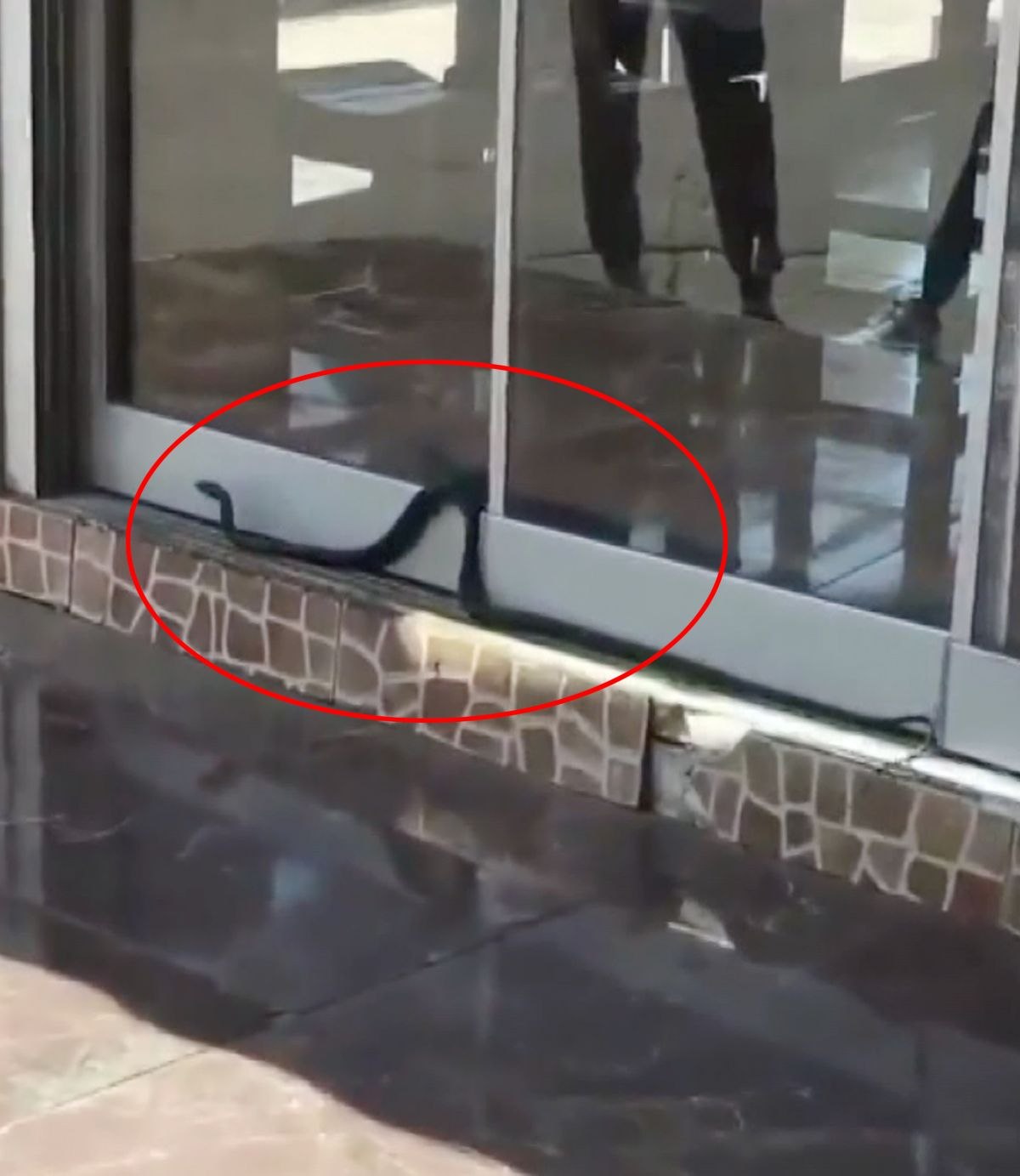 Antalya'da iş yerine girmeye çalışan yılan kamerada