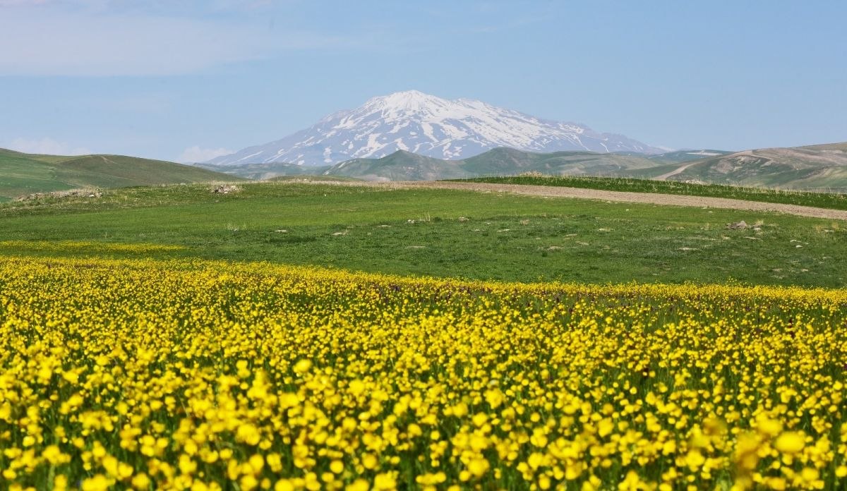 'Sakin Şehir' Ahlat, düğün çiçekleriyle renklendi