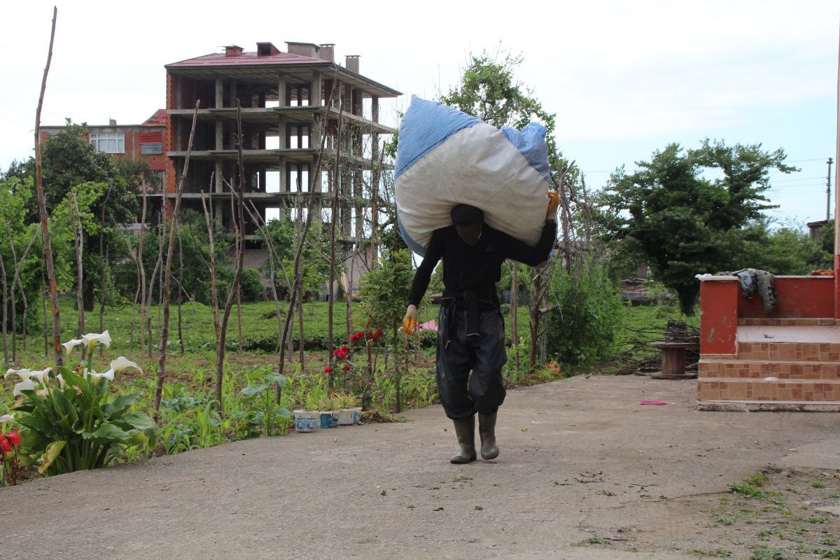 Rize'de Afrikalı işçiler, bu yıl da çay topluyor