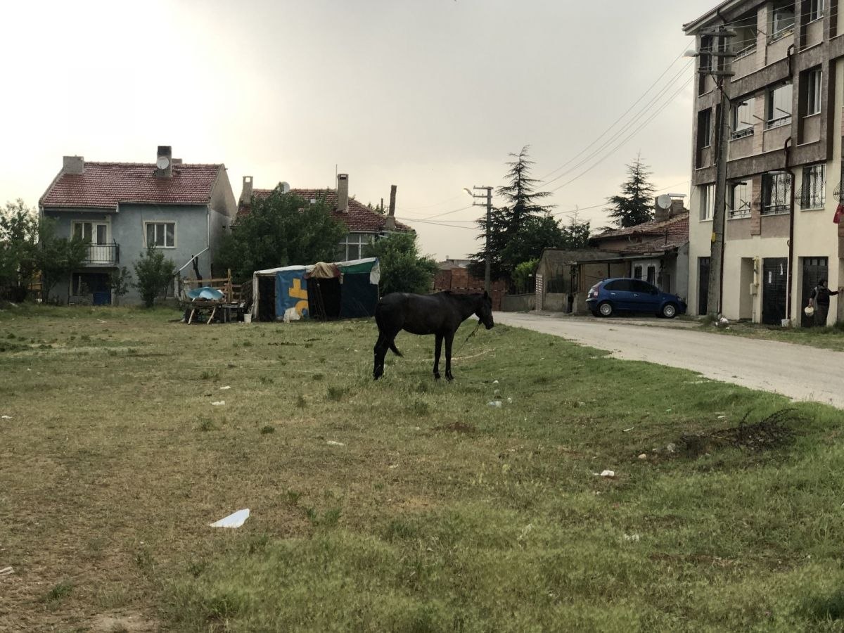 Eskişehir'de bir at sağanak yağışın altında bırakıldı