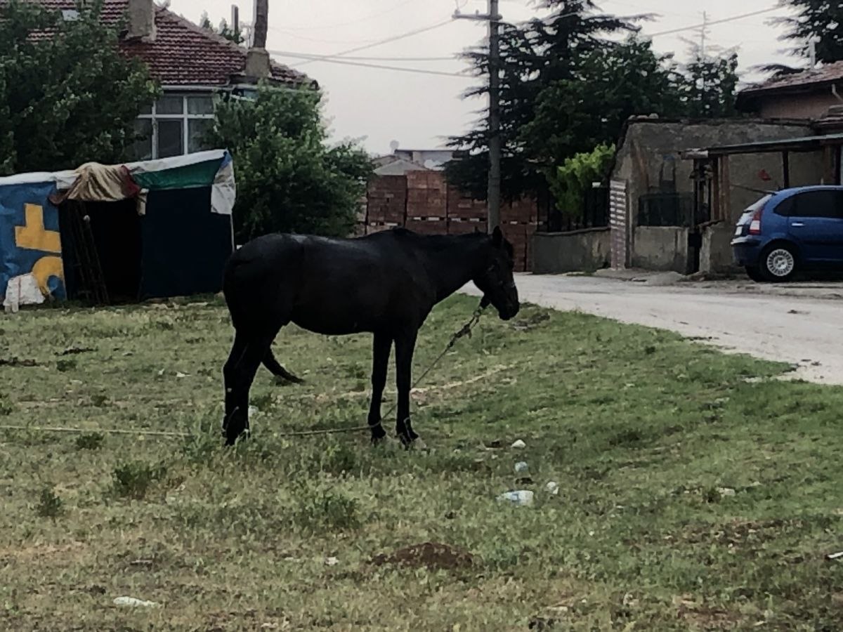 Eskişehir'de bir at sağanak yağışın altında bırakıldı