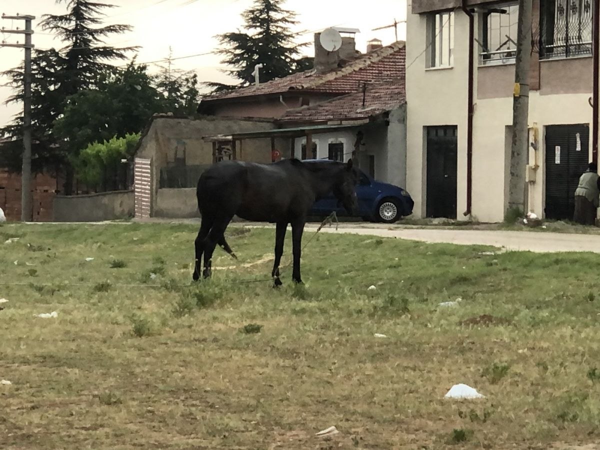 Eskişehir'de bir at sağanak yağışın altında bırakıldı