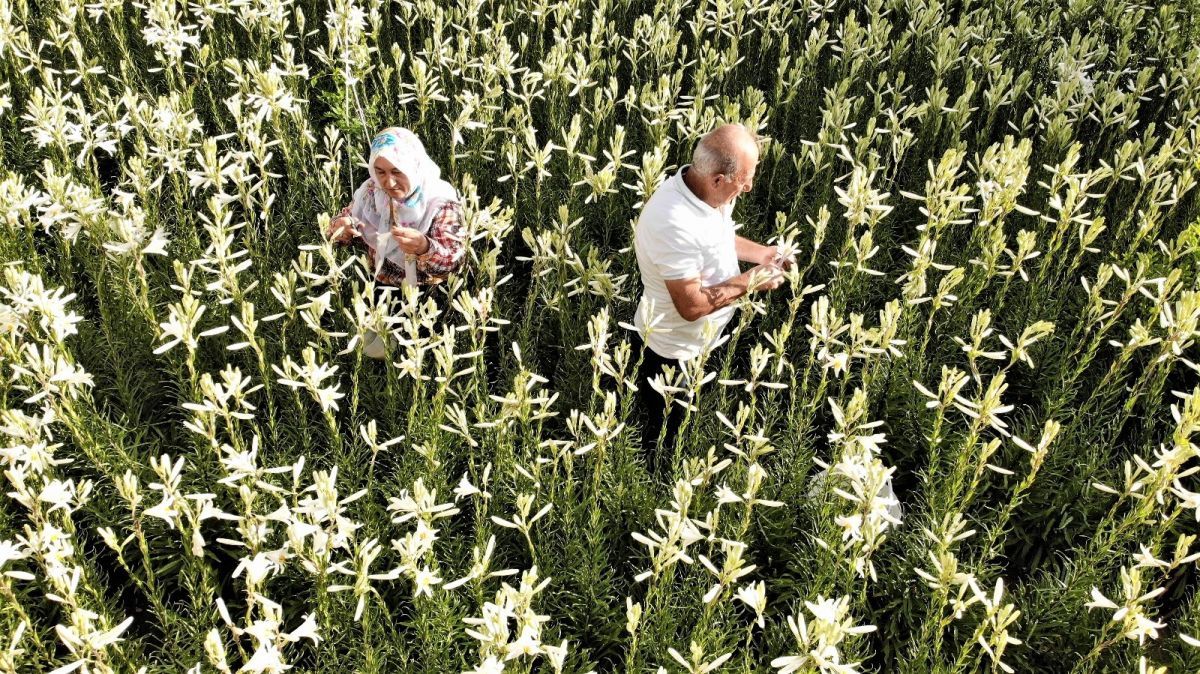 Tokat'ta hobi olarak başladığı akzambak üretimiyle hayatı değişti