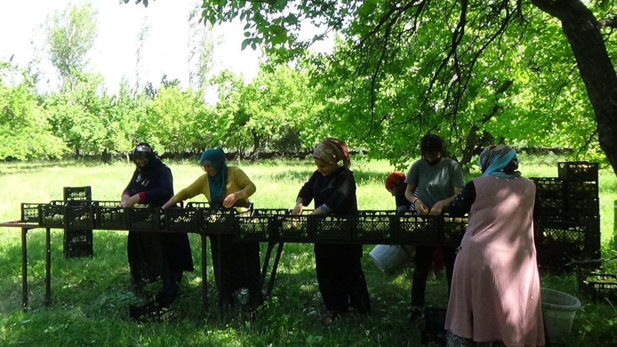 Iğdır'da kayısı hasadı başladı
