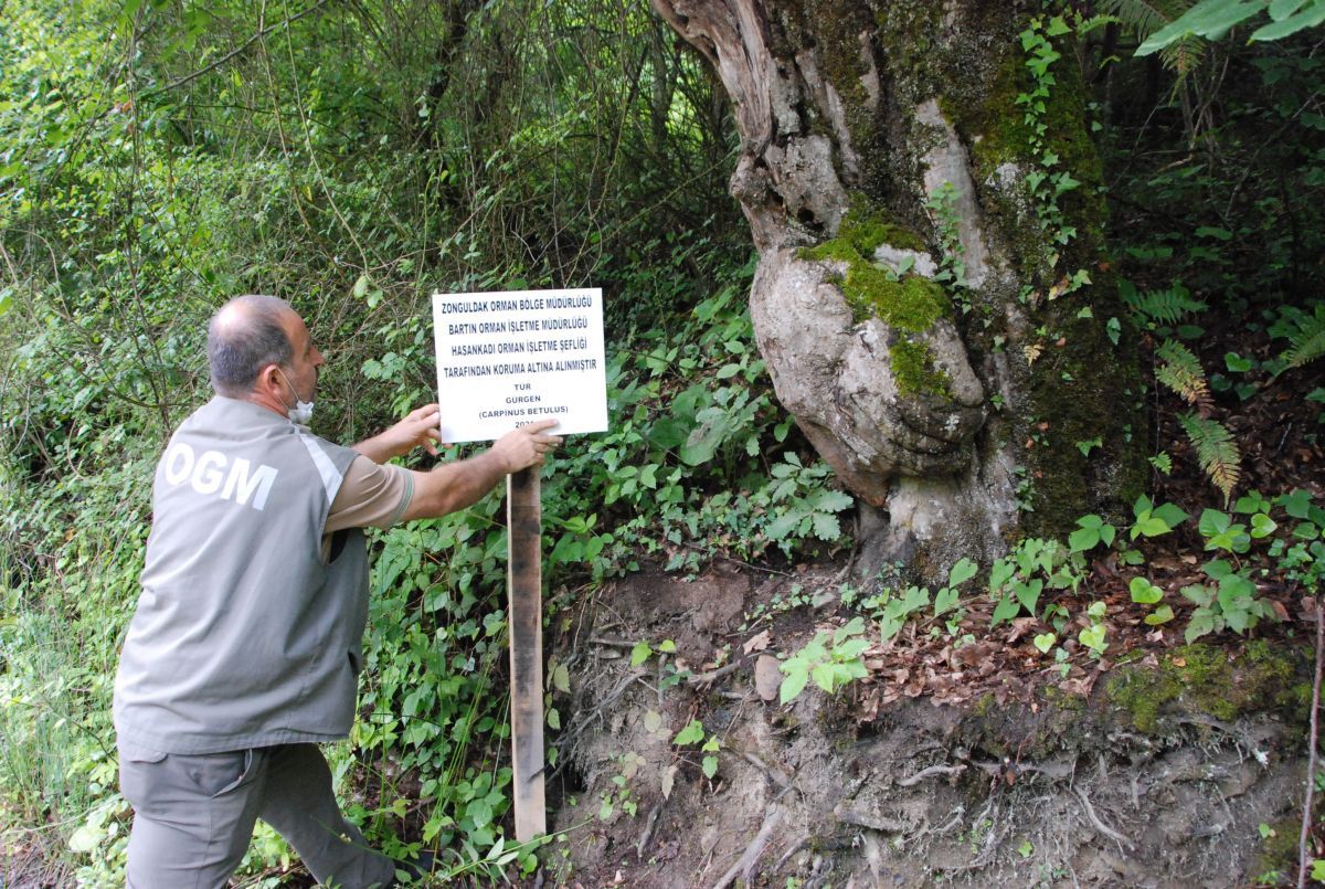 Bartın'daki el figürlü ağaç, koruma altına alındı