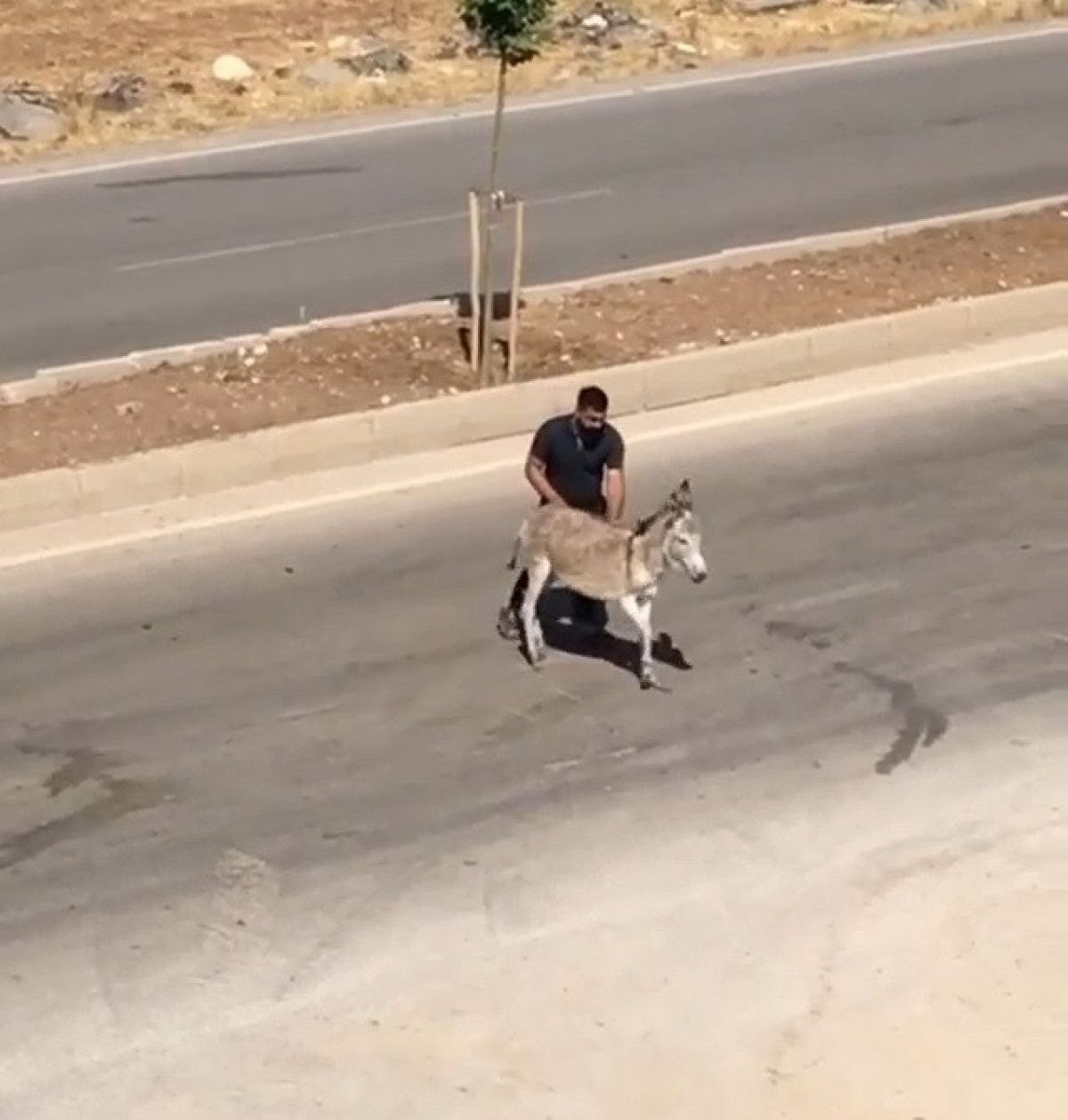 Adıyaman'da hasta eşeğin yardımına koştu