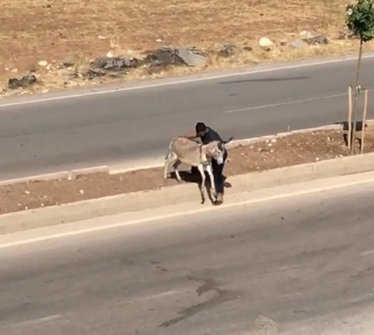 Adıyaman'da hasta eşeğin yardımına koştu