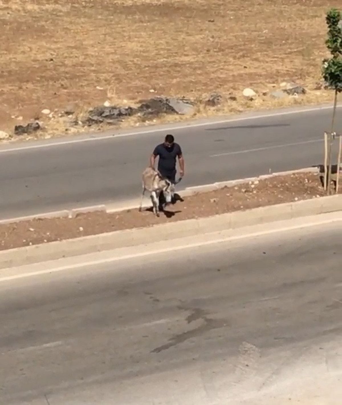Adıyaman'da hasta eşeğin yardımına koştu