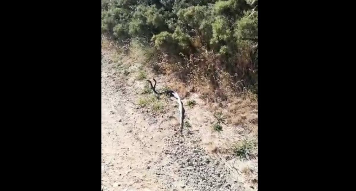Erzincan'da yılanların çiftleşme dansı