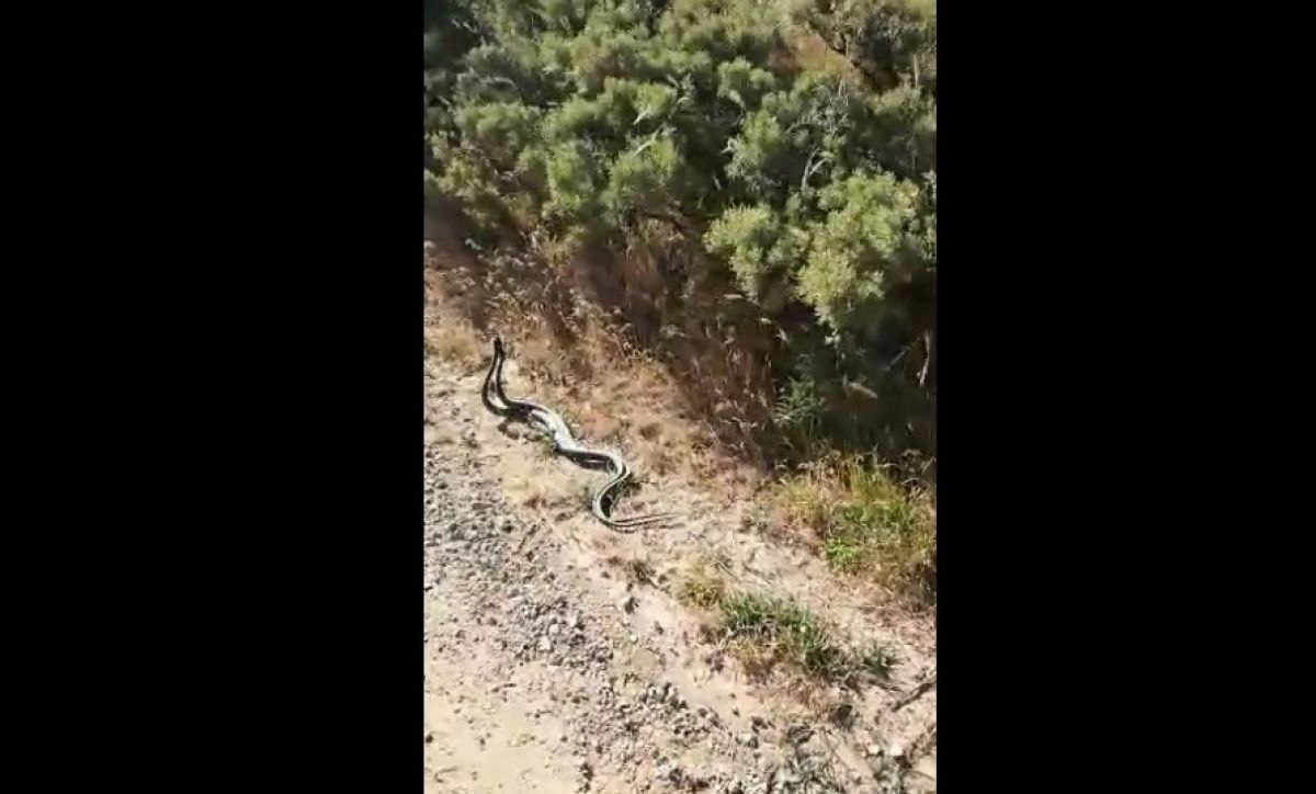 Erzincan'da yılanların çiftleşme dansı