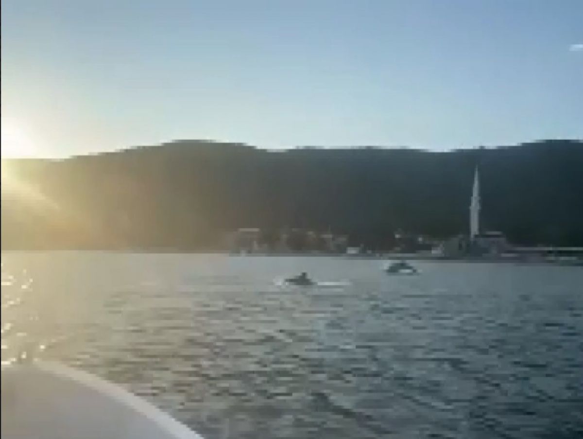 Gemlik Körfezi'nde müsilaj sonrası yunus sürprizi
