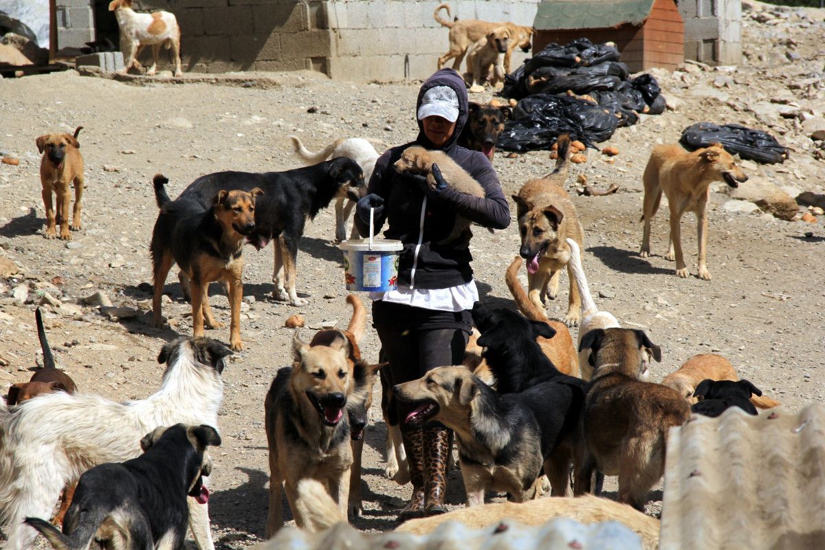 Hakkari'deki öğretmen, köpekleri için tayinden vazgeçti