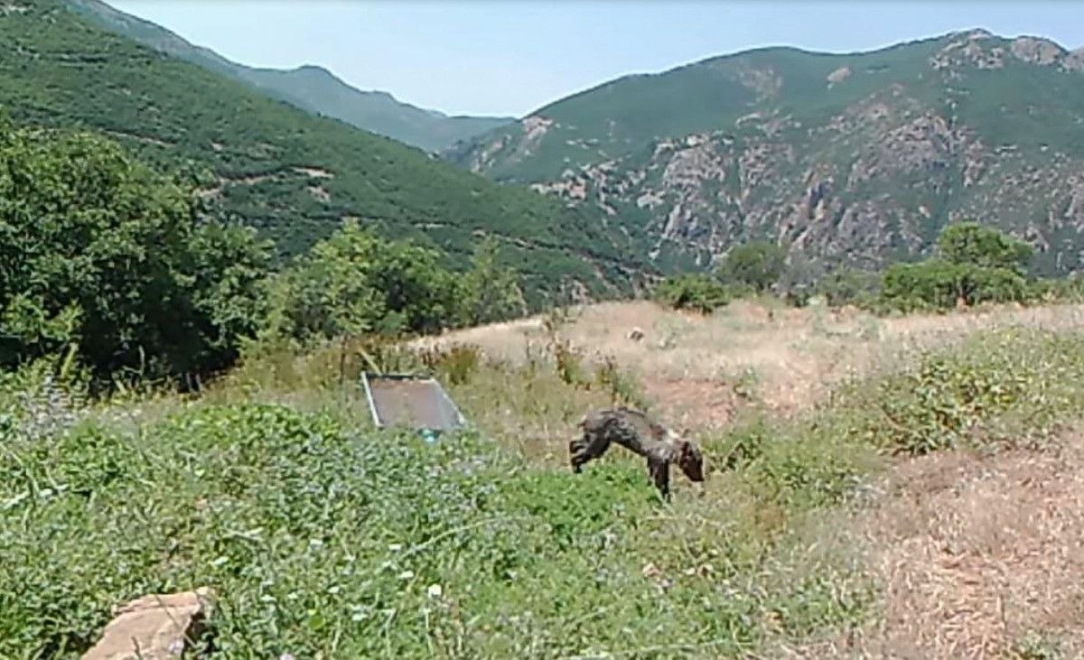 Tunceli'de yavru bozayı, su yalağında eğlendi