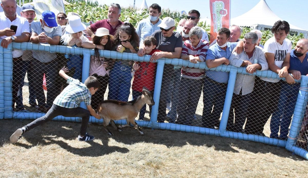 Tekirdağ'da oğlak yakalama ve yeme yarışması