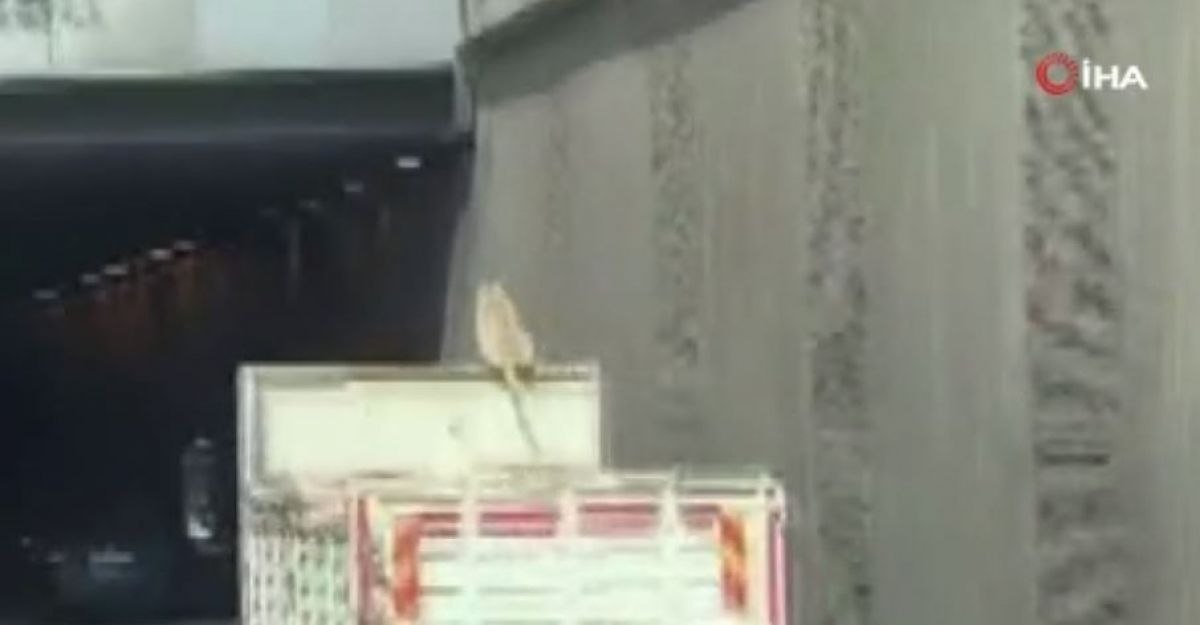 Kocaeli'de bir köpek, kamyonun üzerinde seyahat ederken görüntülendi