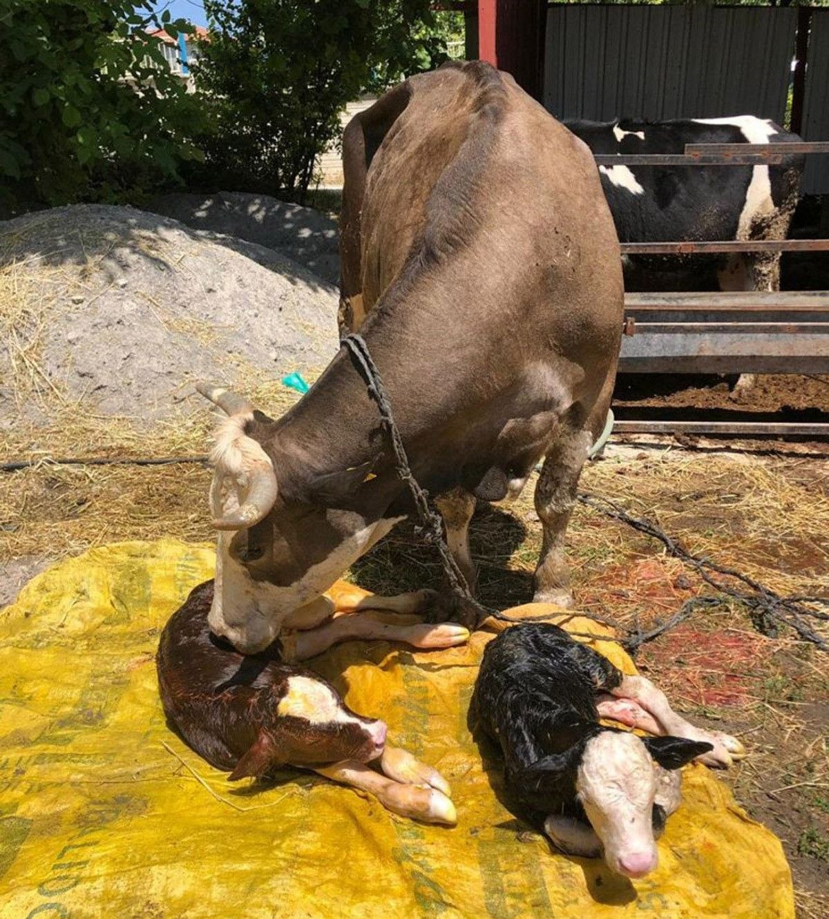 Denizli'de bir inek, iki farklı cinste buzağı doğurdu