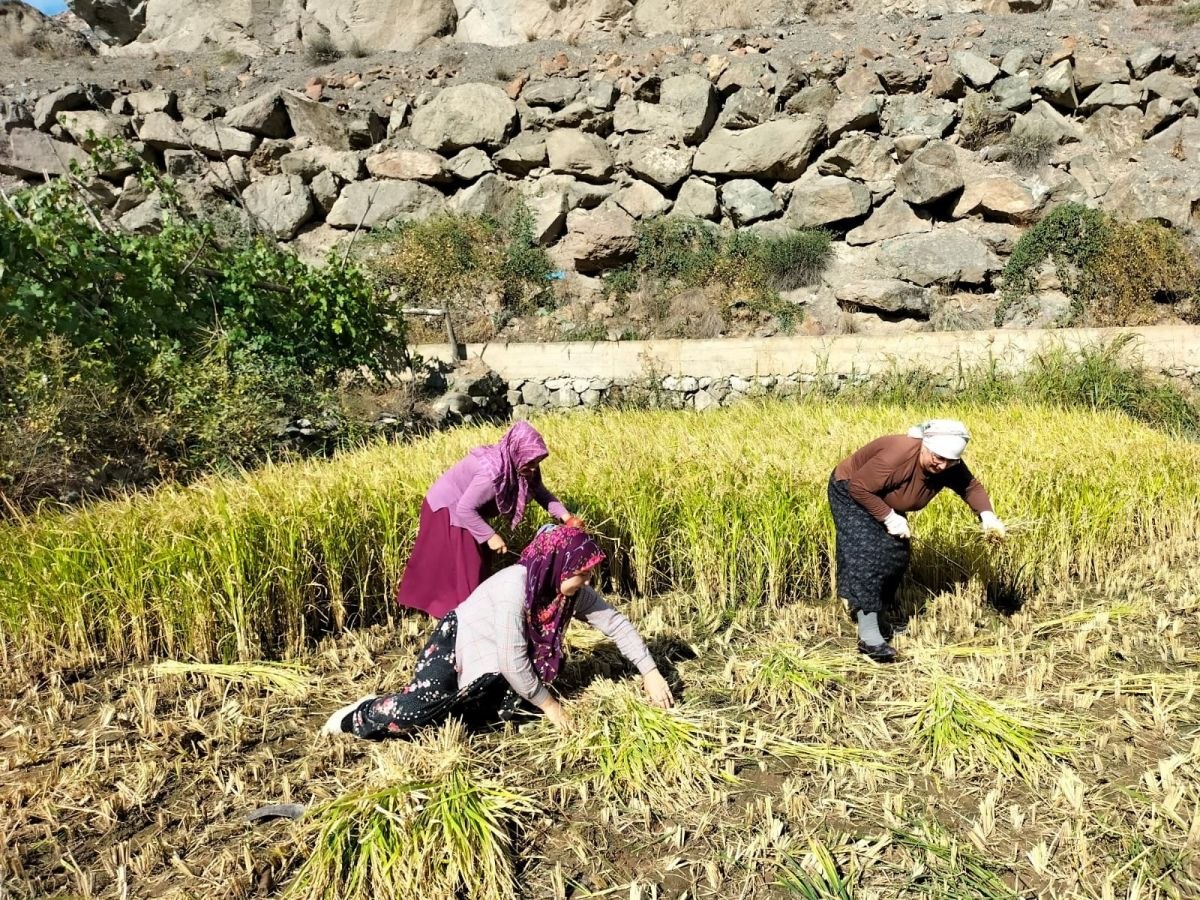 Artvin'de son çeltik hasadına başlayan köylüler duygusal anlar yaşadı
