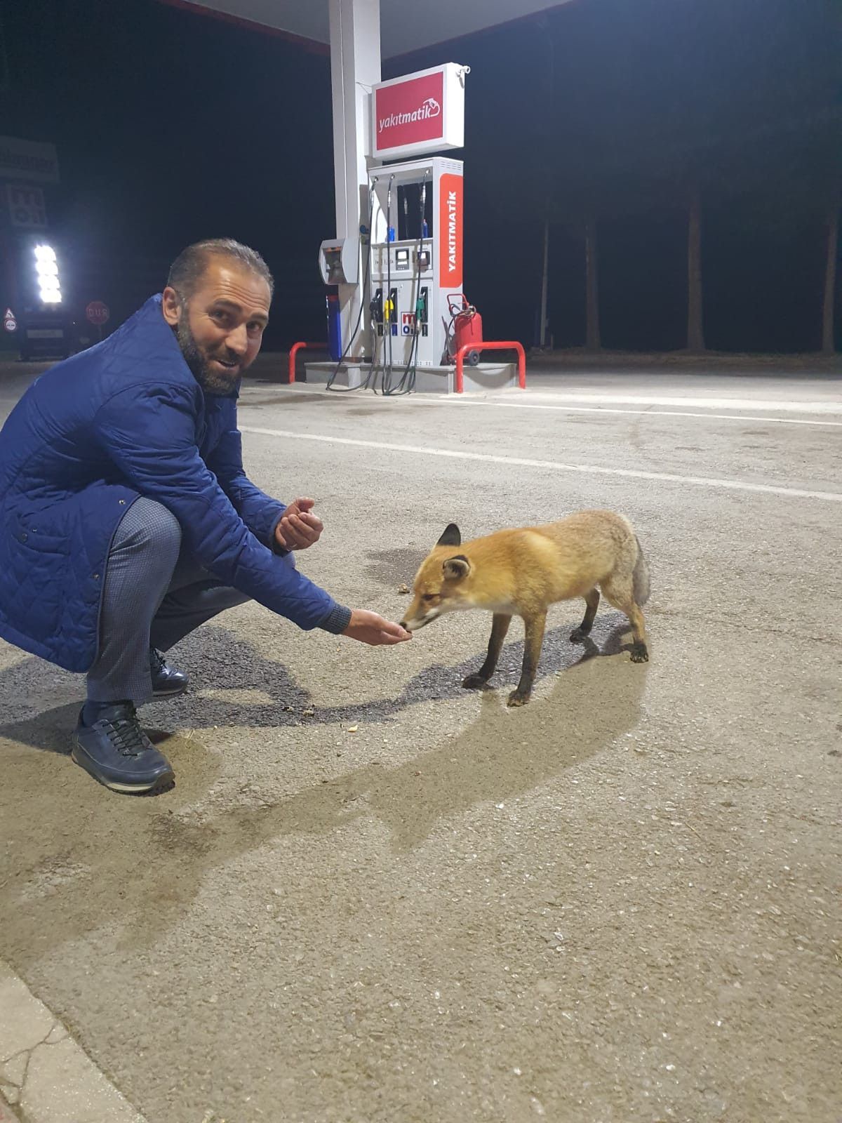 Bayburt'ta akaryakıt istasyonundaki tilkiyi elle beslediler